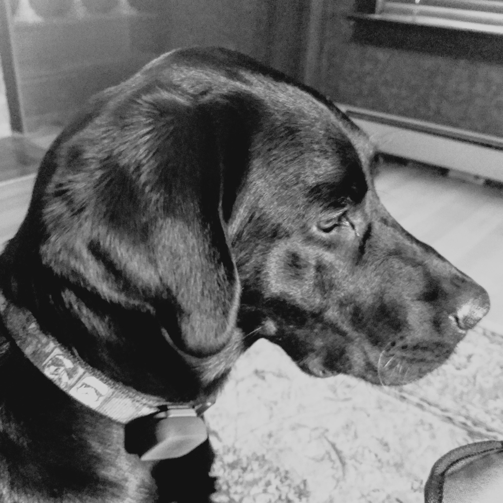 Meet your Posher, Anne